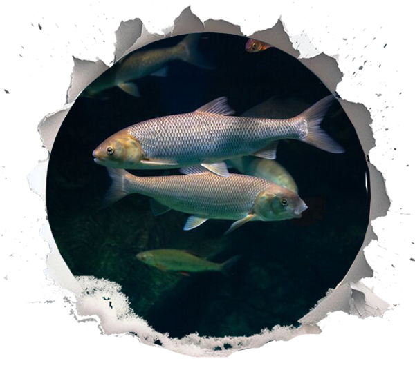 Whitefish 