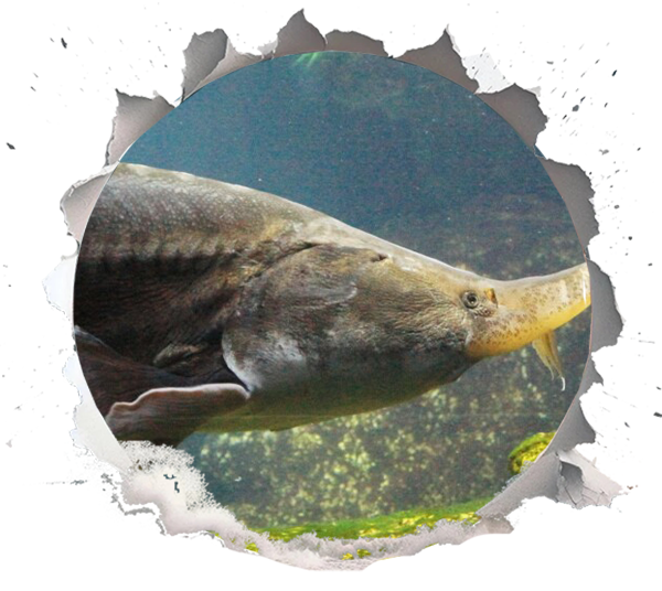 The Sturgeon: An Ancient Fish Facing a Modern Crisis