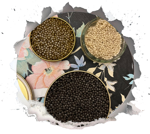 Caviar fish Species Name