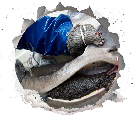 Processing and Preparation Terms