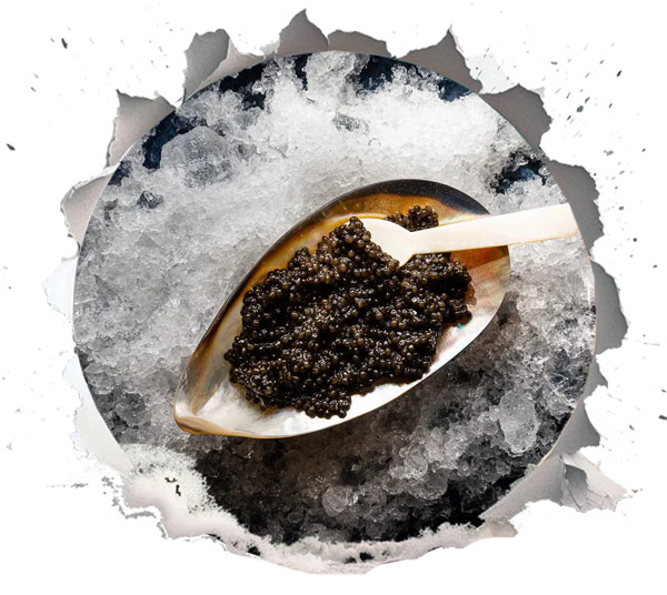 Caviar for the Brain