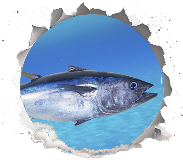 Blauflossen-Thunfisch