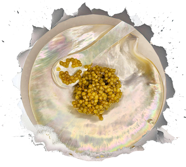 Shah-Kaviar – Zweitteuerster