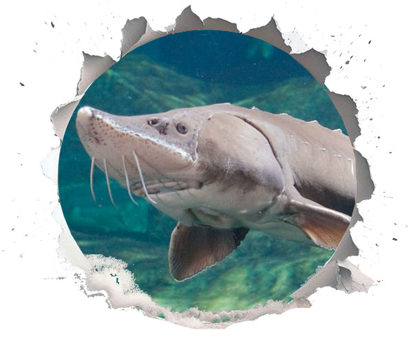 Der einzige Fisch für echten Kaviar