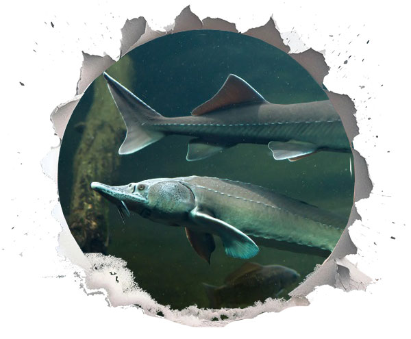 Economic Sustainability for Caviar Farms