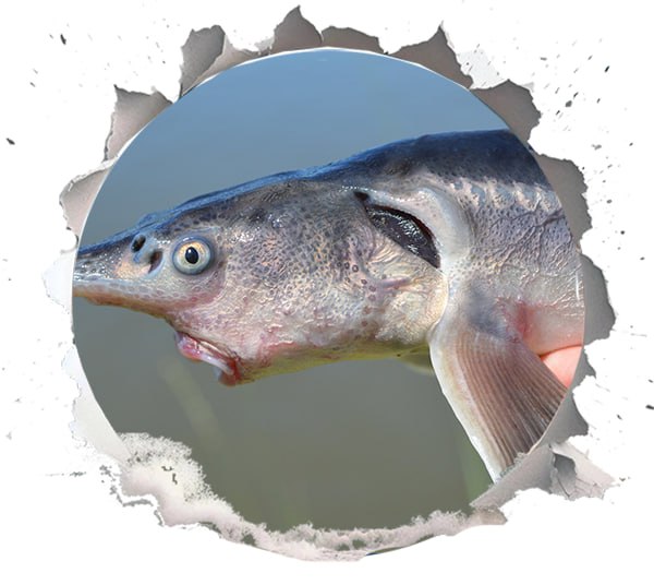 The Habitat of Sturgeon Species