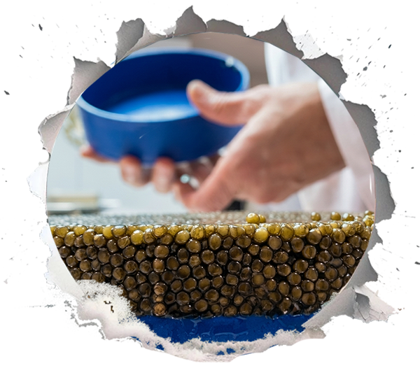 Warum Culture Caviar die richtige Wahl für authentischen persischen oder iranischen Kaviar ist