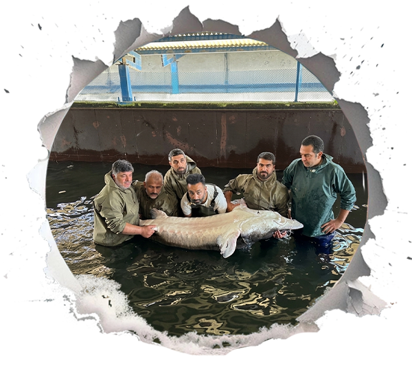 What Does "Maturity" Mean in Sturgeon