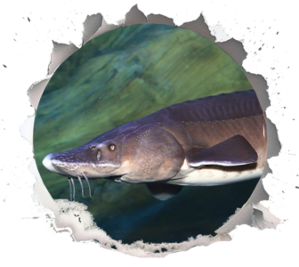 Hybrid Caviar Fish - Kaluga