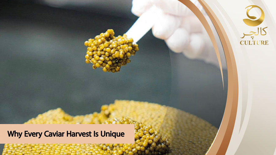 Caviar Harvest