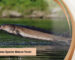 sturgeon maturity